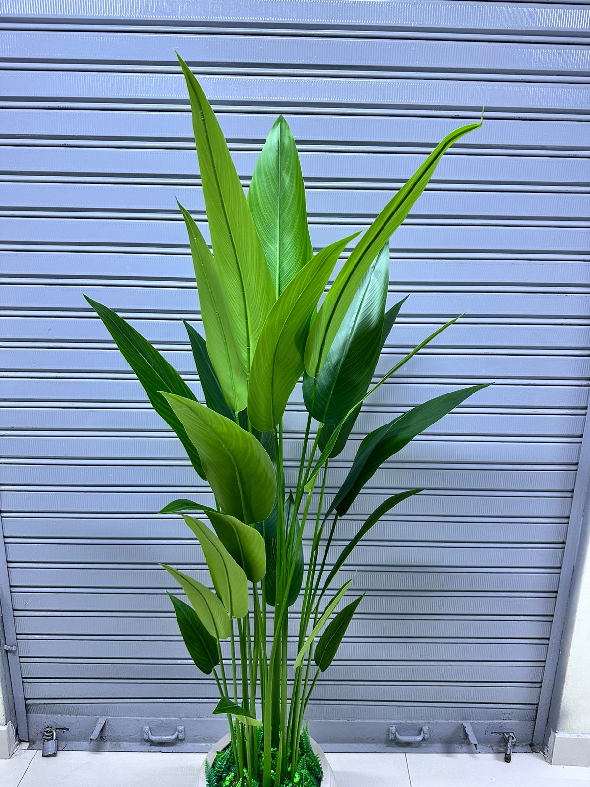 Planta de Canna + Base de fibra de vidrio Texturizaso | 180cm